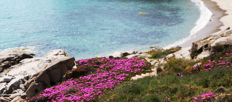 Seccheto Isola d'Elba