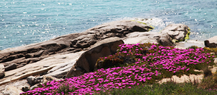 Seccheto Isola d'Elba