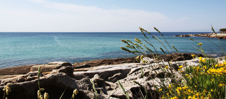 Seccheto Isola d'Elba